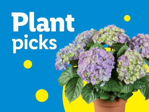Purple and green hydrangeas in a pot with text 'Plant picks' on a blue background.