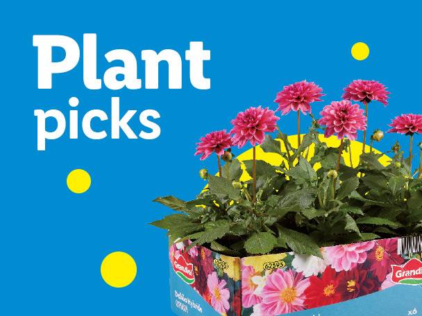 Pink flowering plants in a decorative box with text 'Plant picks' on a blue background.