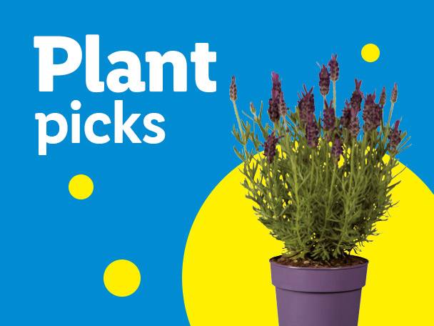 Plant picks: a potted lavender plant on a blue and yellow background with yellow dots.