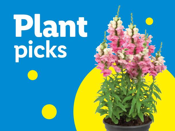 Pink and white snapdragon flowers in a pot, with text 'Plant picks' on a blue and yellow background.
