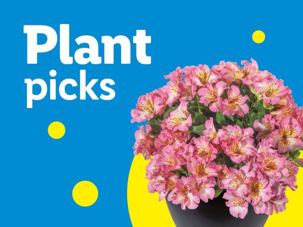 Pink alstroemeria flowers in a pot with text 'Plant picks' on a blue background.