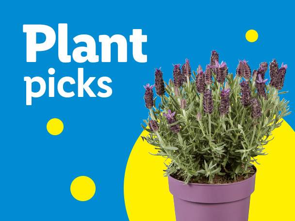 Potted lavender plant on a blue and yellow background with text 'Plant picks'.