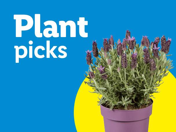 Potted lavender plant with purple flowers on a blue and yellow background, with text 'Plant picks'.