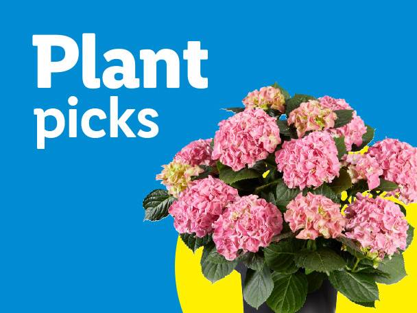 Pink hydrangeas in a pot with text 'Plant picks' on a blue background.