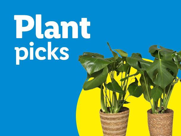 Two potted Monstera plants on a yellow and blue background with the text 'Plant picks'.