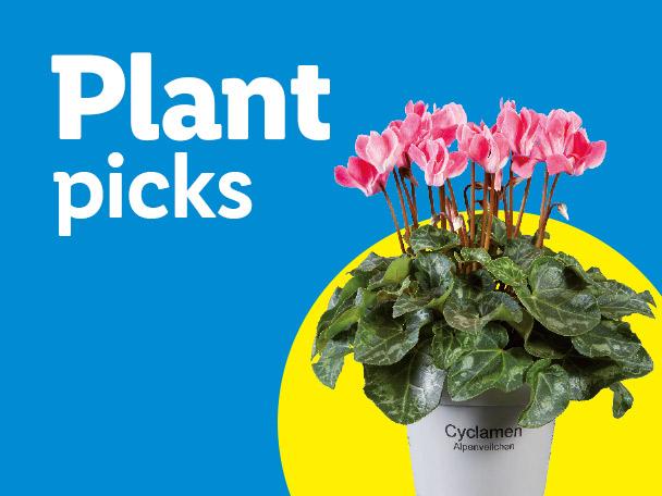 Plant picks: a potted pink cyclamen plant with green leaves on a blue and yellow background.