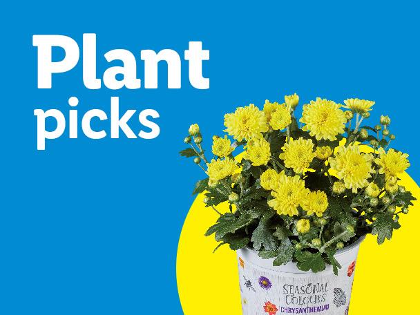 Plant picks: a potted yellow chrysanthemum plant with a white pot against a blue and yellow background.