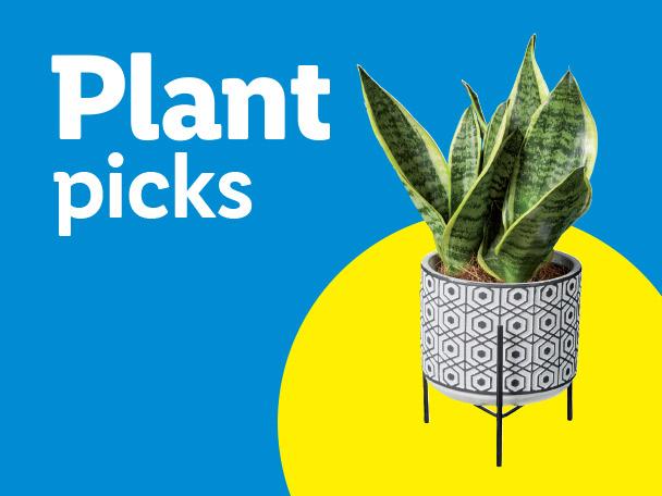 A snake plant in a patterned pot on a stand, with the text 'Plant picks' on a blue background.