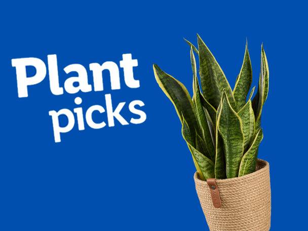 A snake plant in a jute pot, against a blue background with the text 'Plant picks'.