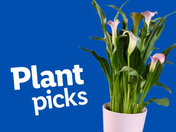 Pink calla lilies in a pot, against a blue background with the text 'Plant picks'.