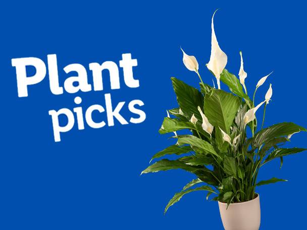 Peace lily plant in a pot, featured in a 'Plant Picks' advertisement.