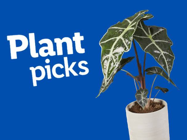 Alocasia plant in a pot, featured in a 'Plant Picks' advertisement.