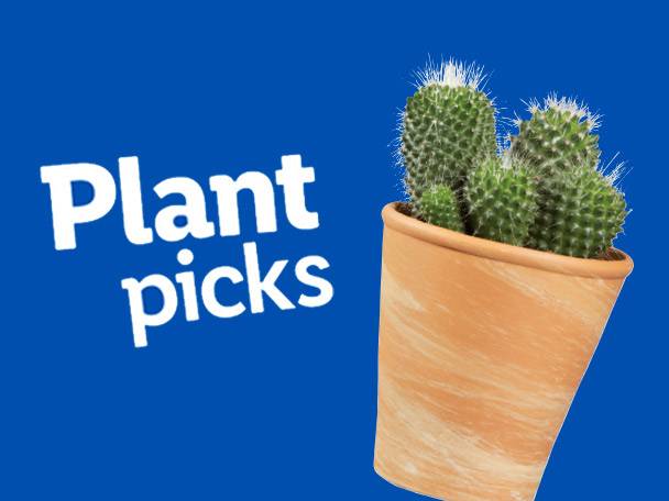 A terracotta pot filled with several green cacti, with the text 'Plant picks' beside it.