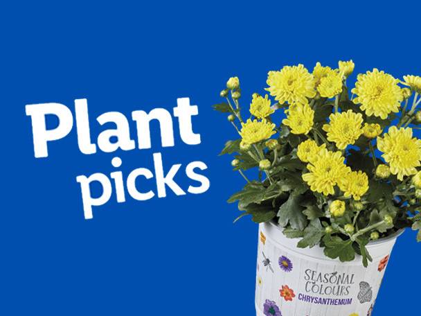 Yellow chrysanthemum plant in a decorative pot with 'Plant picks' text on a blue background.