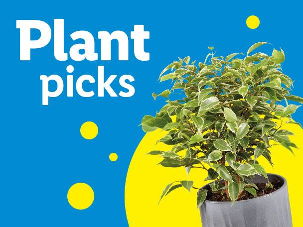 A potted plant with green and white leaves on a blue and yellow background with text 'Plant picks'.