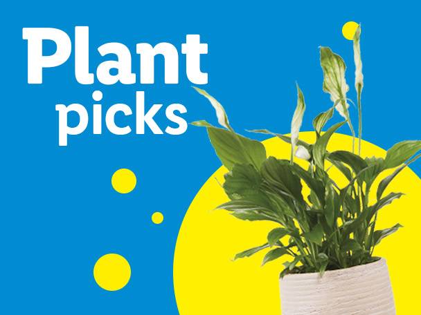 A peace lily plant in a pot with text that reads 'Plant picks'.