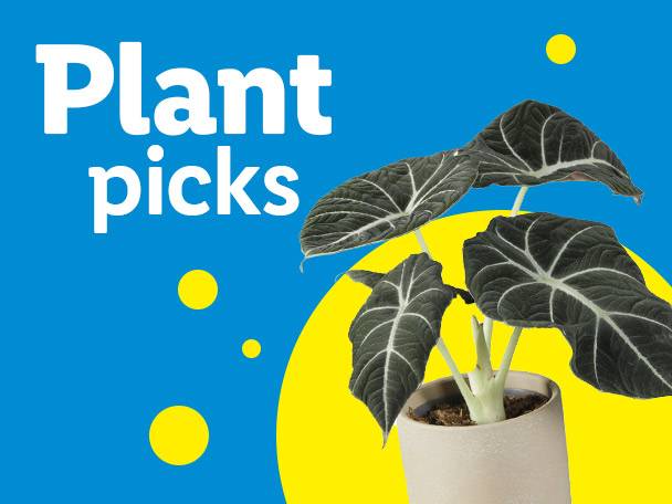 A houseplant with dark leaves and white veins in a pot, with 'Plant picks' text on a blue and yellow background.