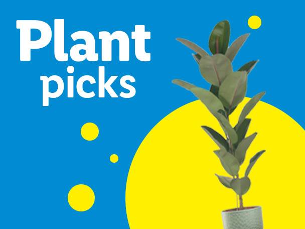 A plant with green leaves in a pot, with text 'Plant picks' on a blue and yellow background.