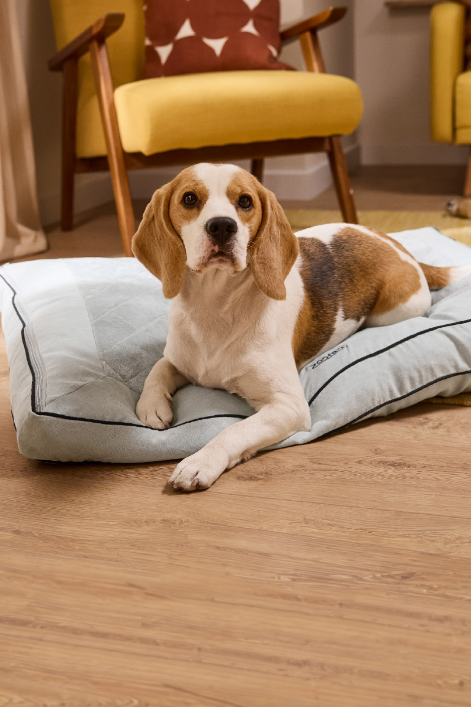 Beagle dog lying on a light blue pet bed on a wooden floor, with a yellow armchair in the background.