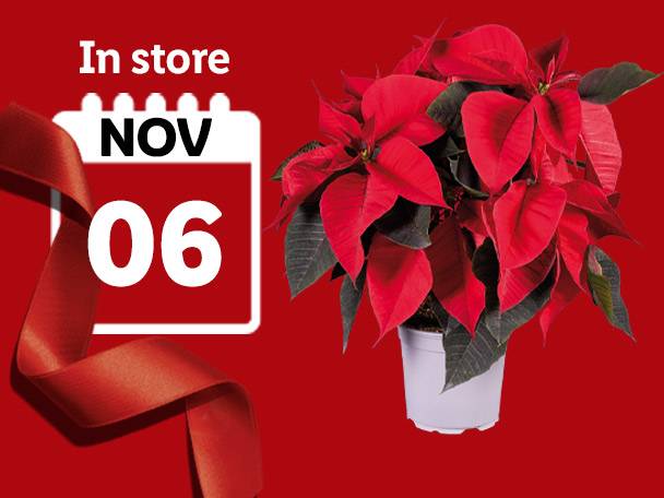 Poinsettia plant with a calendar icon showing 'NOV 06' and a red ribbon.