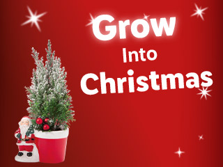 Indoor & Outdoor Plants