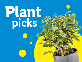 A vibrant blue background with yellow circles features a potted green plant and the text 'Plant picks.'