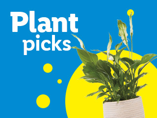 A peace lily plant in a white pot on a blue background with yellow circles and text 'Plant picks'.