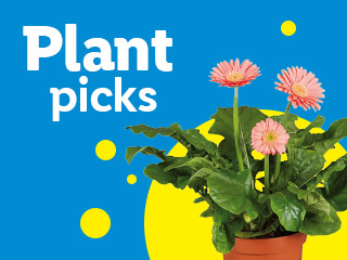 A vibrant blue background with yellow circles, featuring a potted plant with pink flowers and text 'Plant picks'.
