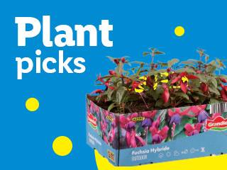 Plant picks: tray of fuchsia hybride plants with red and purple flowers.