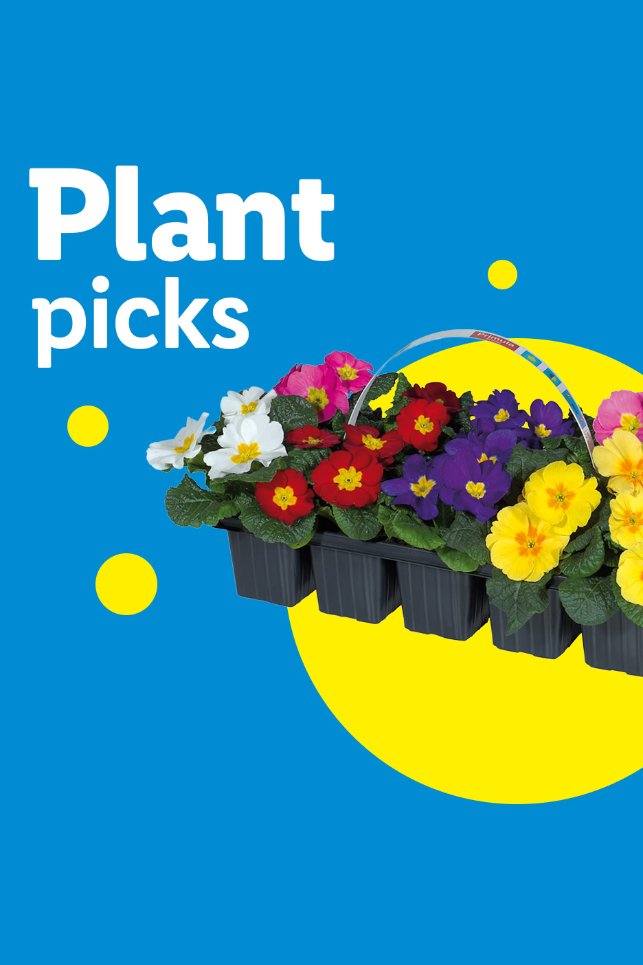 Plant picks: a tray of colorful primula flowers in red, yellow, purple, pink, and white.