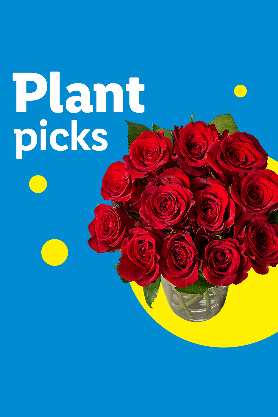 Red roses in a vase with 'Plant picks' text on a blue background with yellow circles.