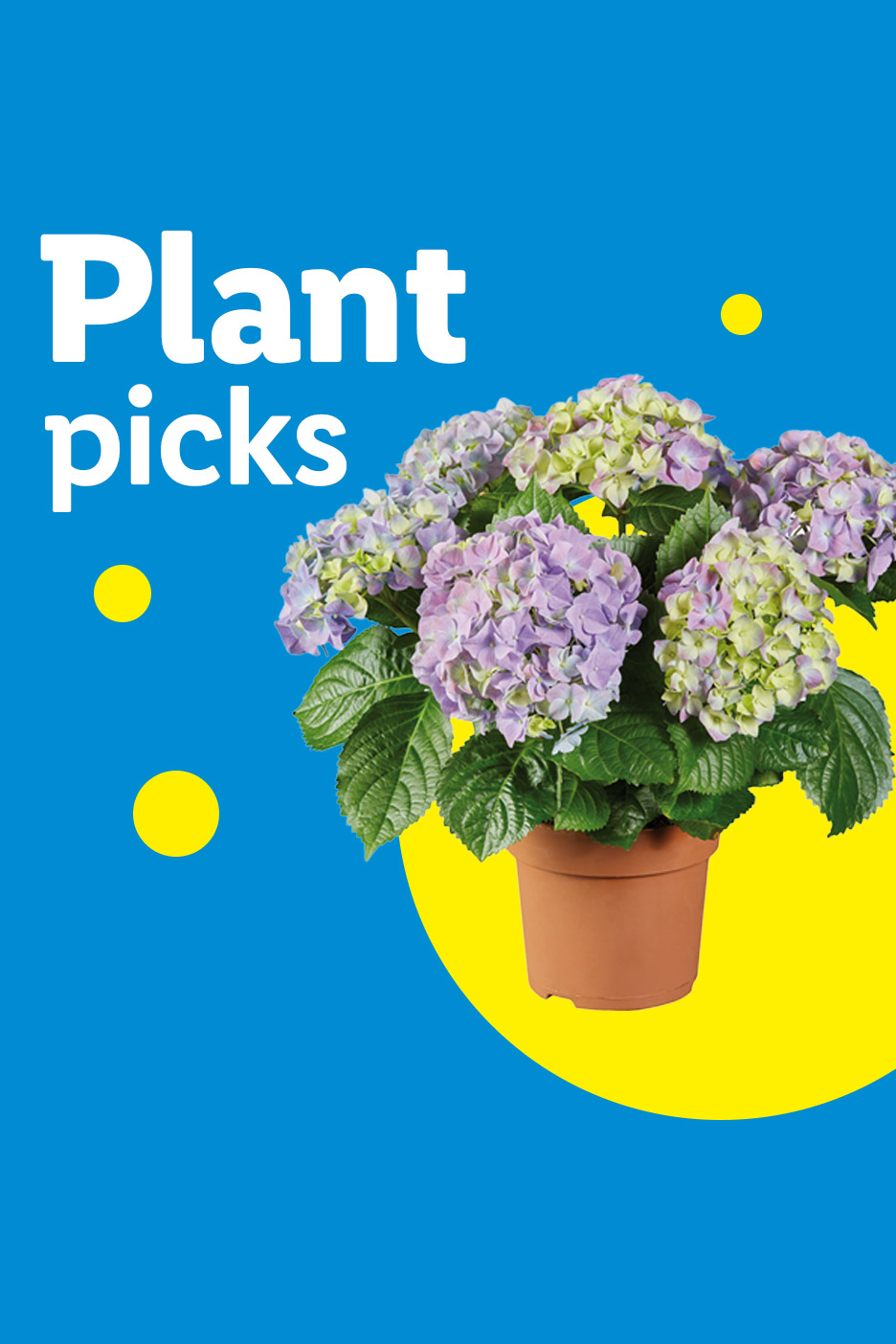 Potted hydrangea plant with purple and green flowers on a blue background with yellow circles and 'Plant picks' text.