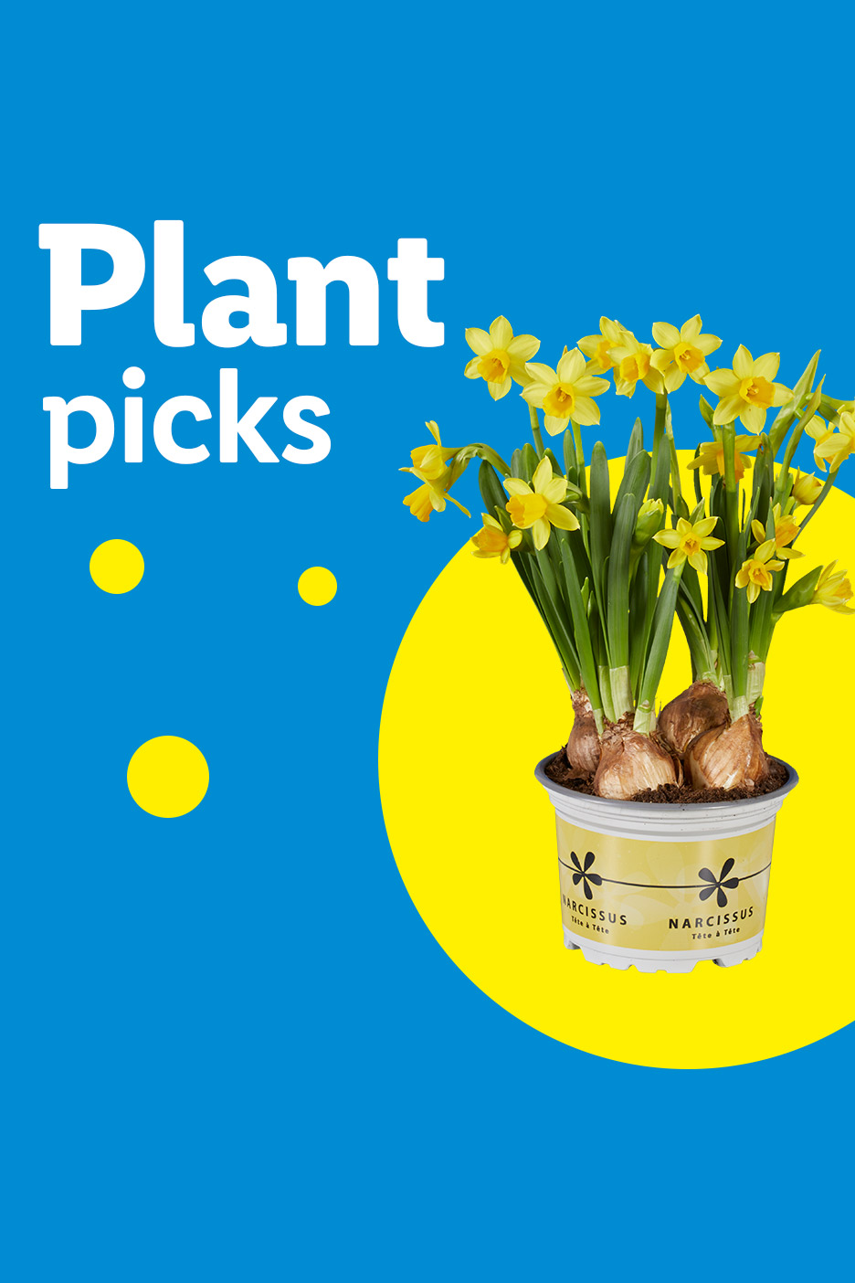 Potted daffodils with yellow flowers and bulbs, on a blue and yellow background with text 'Plant picks'.