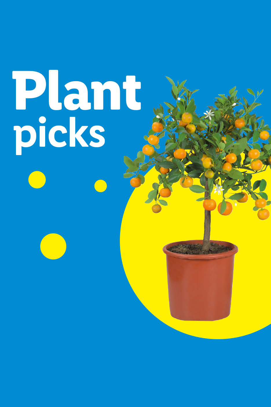 A small potted citrus tree with oranges and white flowers, on a blue and yellow background with text 'Plant picks'.