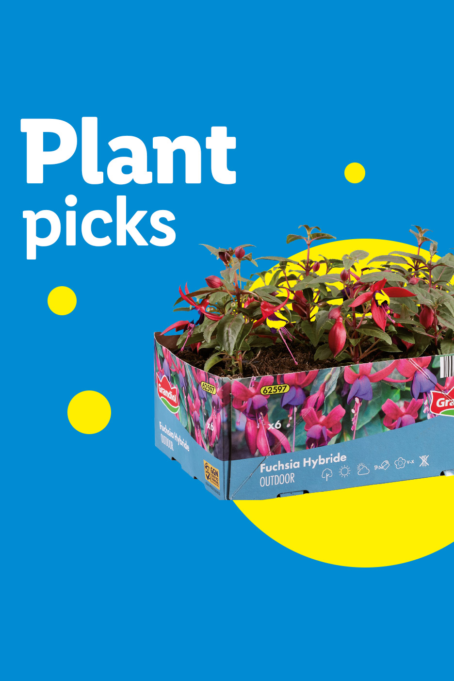 Plant picks: a box of fuchsia hybride outdoor plants with pink and purple flowers.