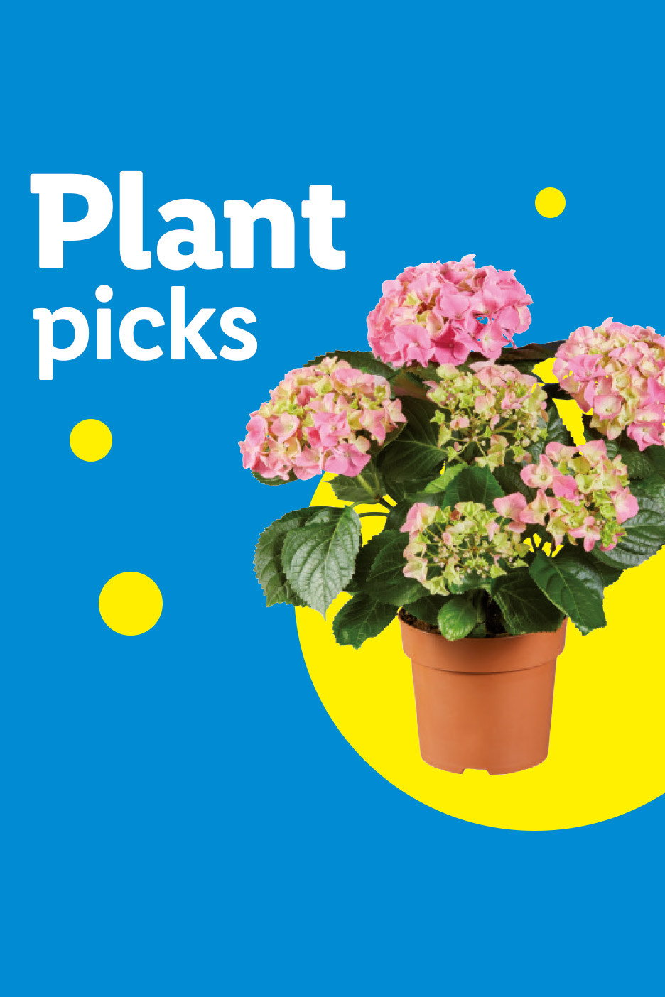 Pink hydrangea plant in a pot with text 'Plant picks' on a blue and yellow background.