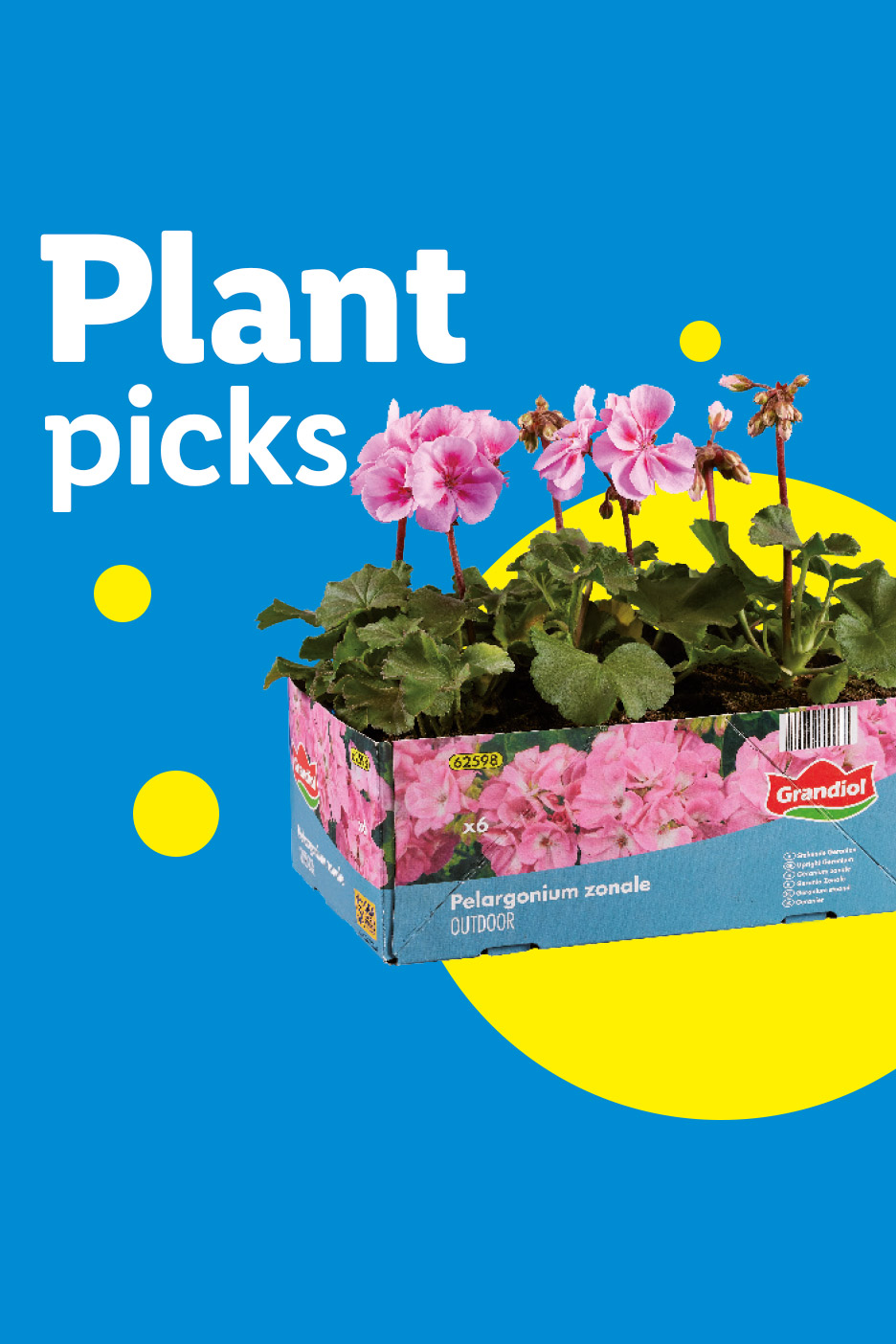 Pink geraniums in a cardboard tray, with text 'Plant picks' on a blue background.