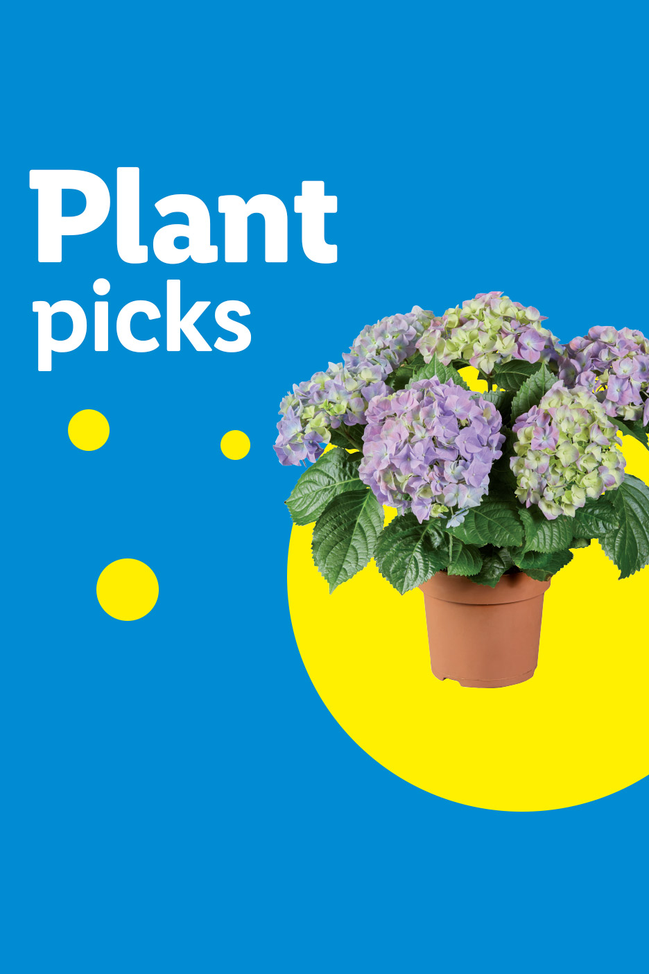Plant picks: Potted purple and green hydrangea on a blue background with yellow circles.