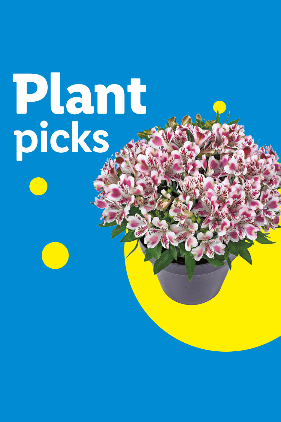 Plant picks: a potted plant with white and pink flowers on a blue and yellow background.