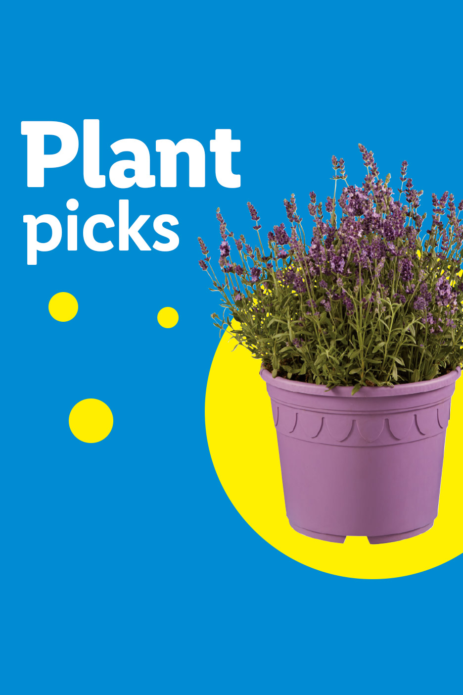 Lavender plant in a purple pot on a blue background with yellow circles and 'Plant picks' text.