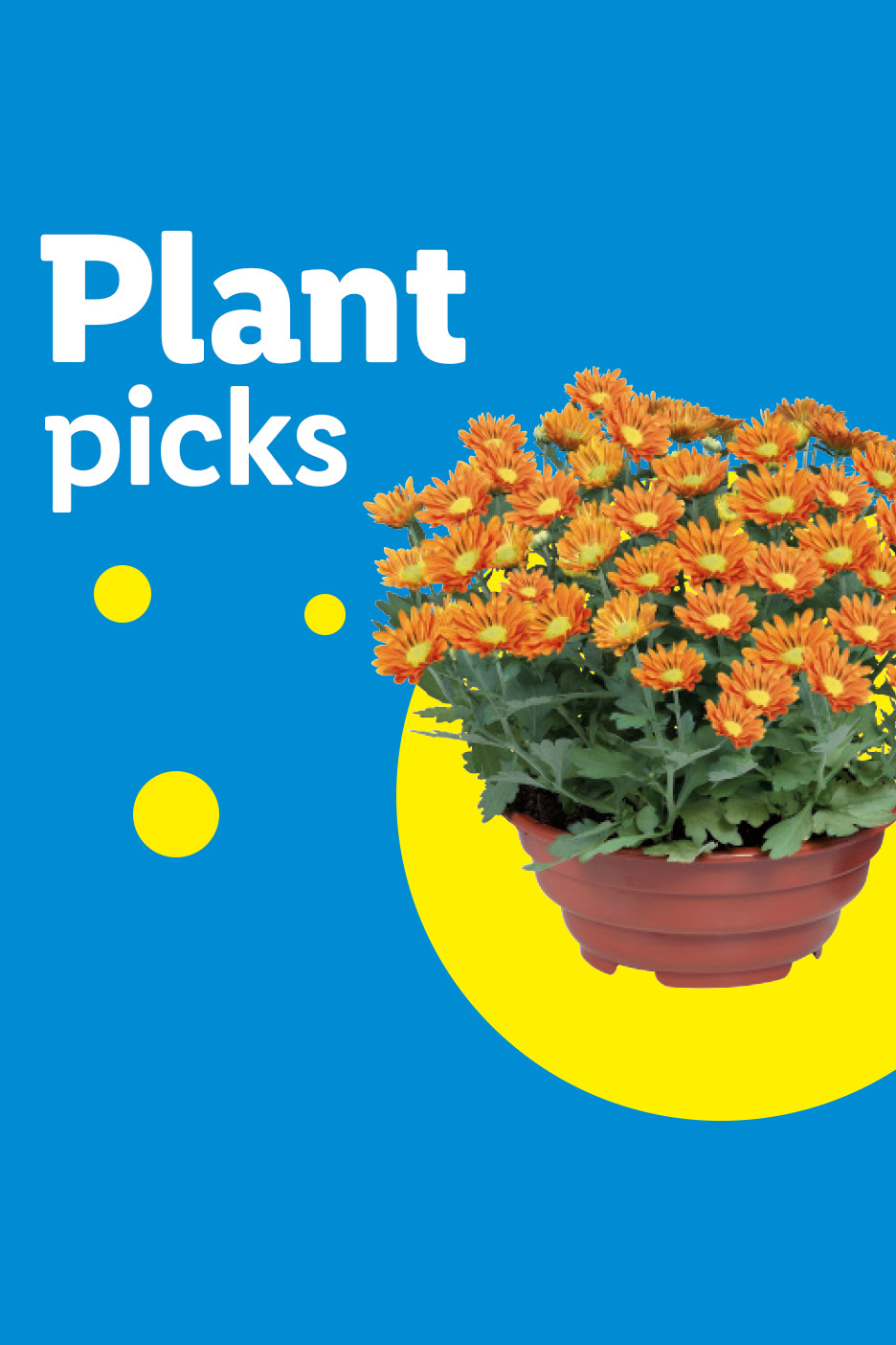 Orange potted chrysanthemums on a blue background with 'Plant picks' text.