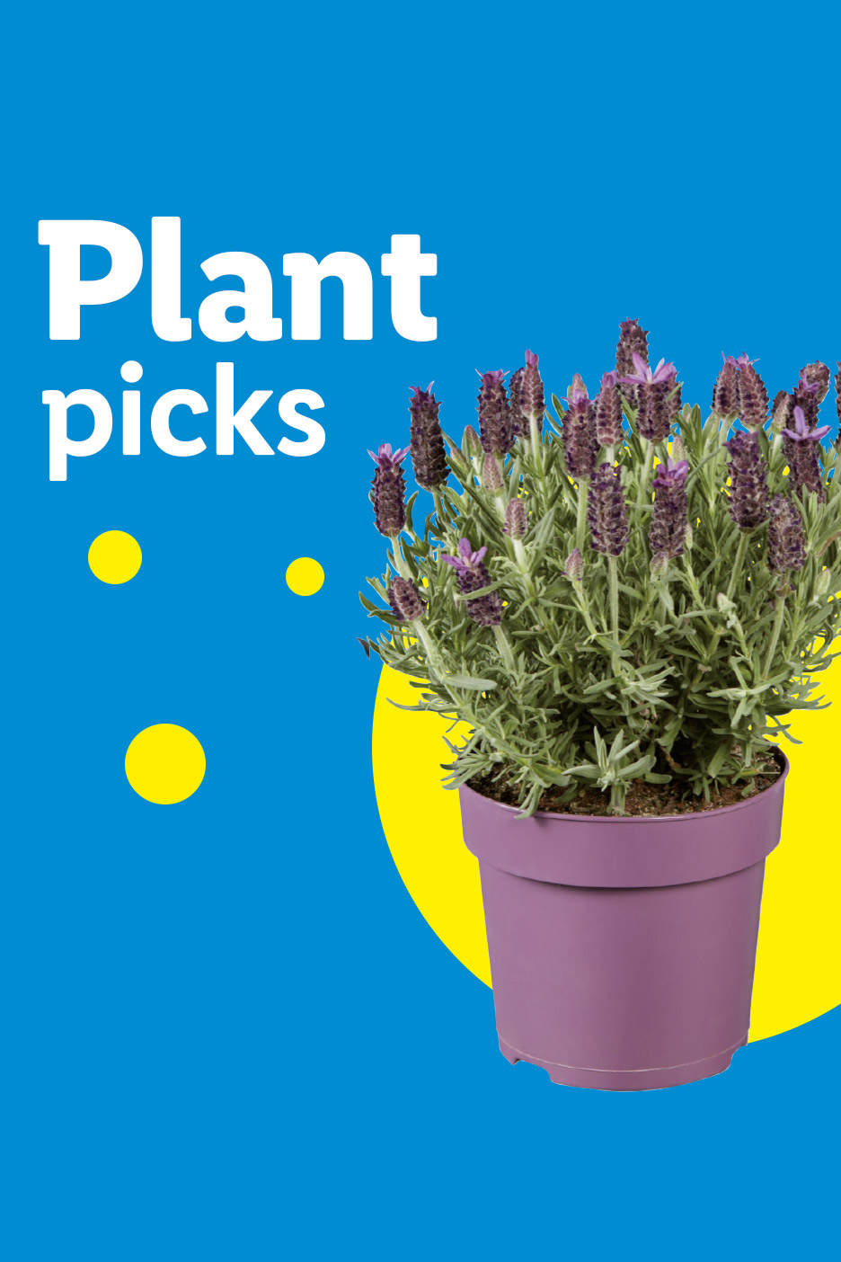 A potted lavender plant with purple flowers on a blue background with yellow circles and text 'Plant picks'.
