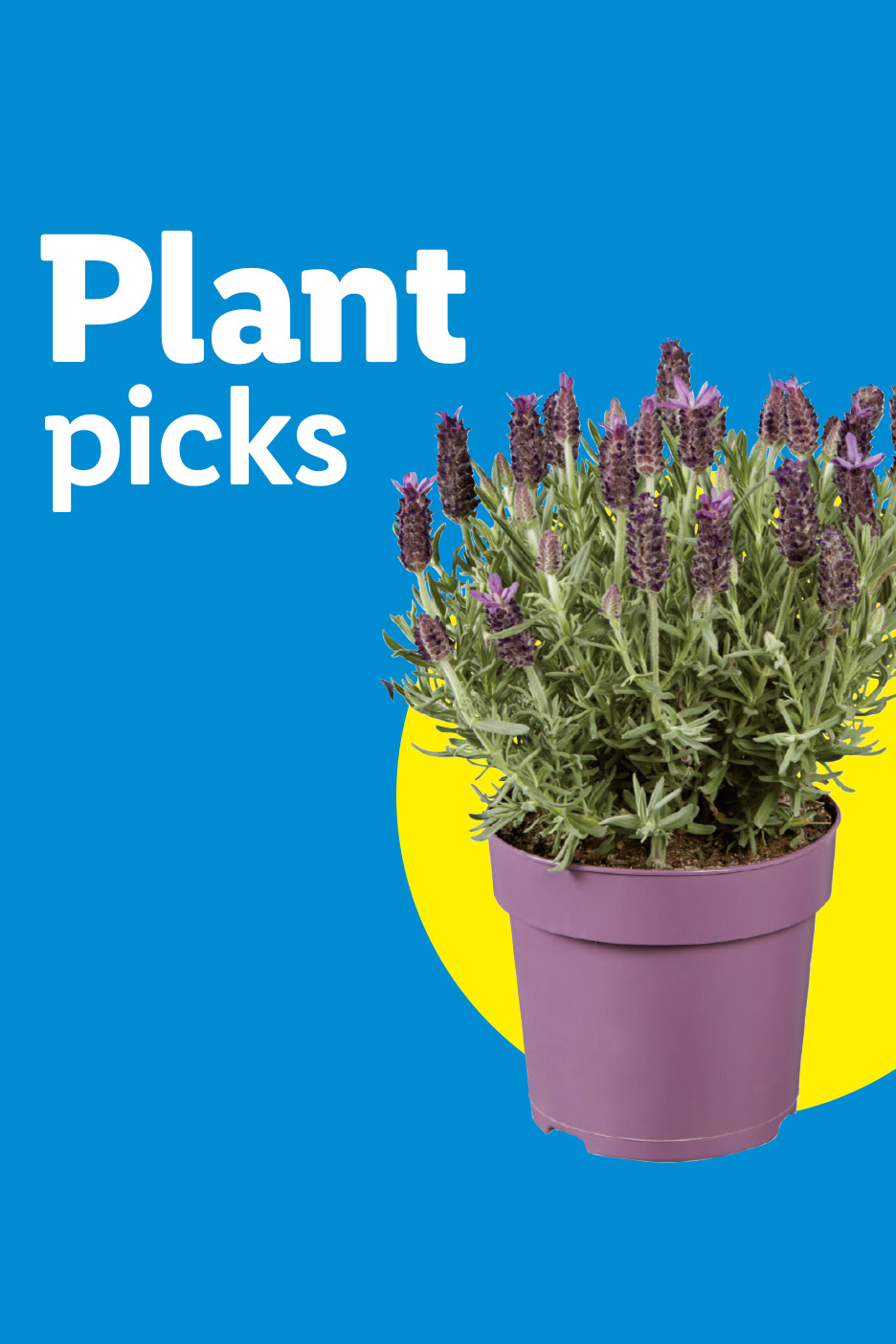 Potted lavender plant with purple flowers on a blue and yellow background, with text 'Plant picks'.