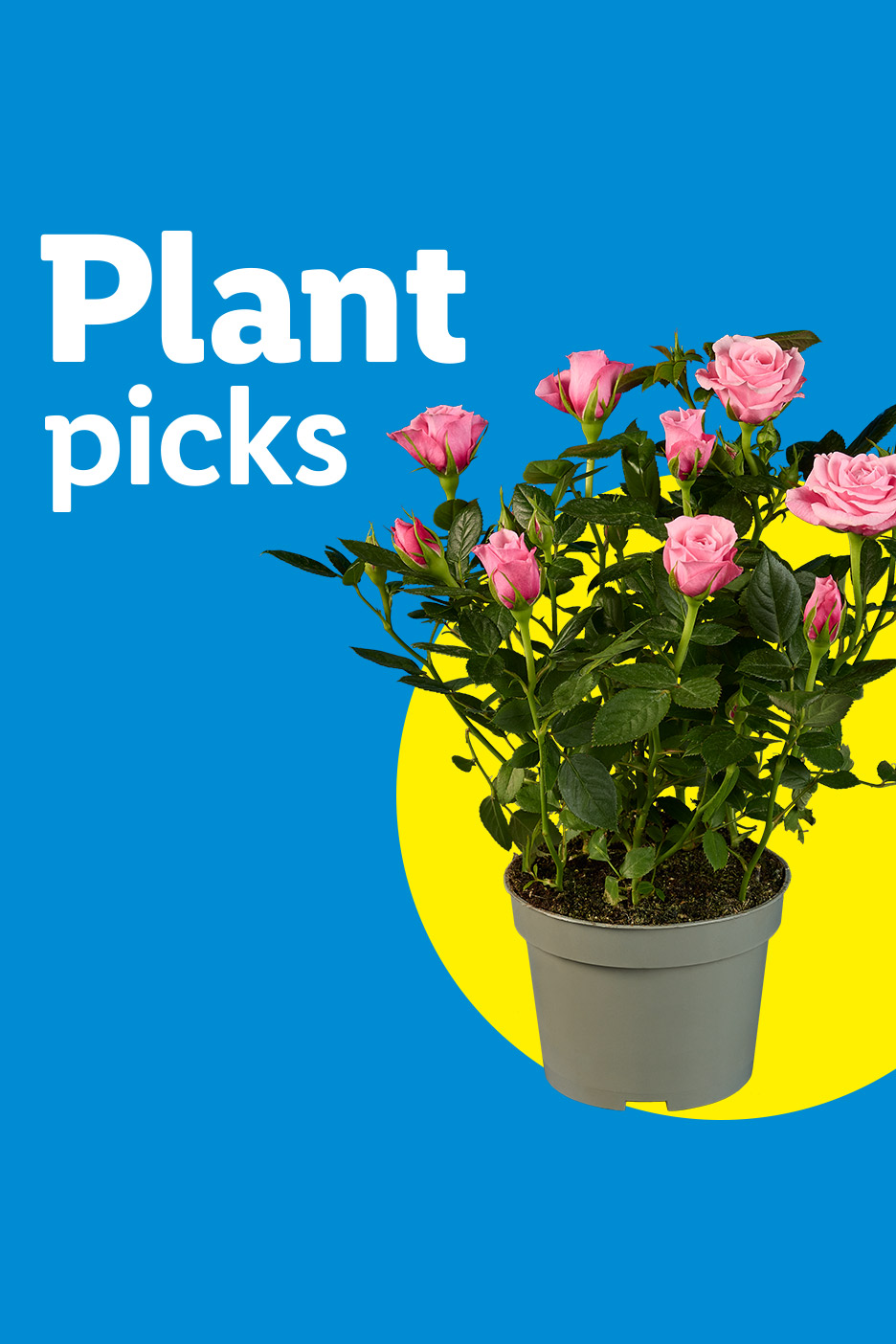 Pink potted roses on a yellow circle with 'Plant picks' text on a blue background.