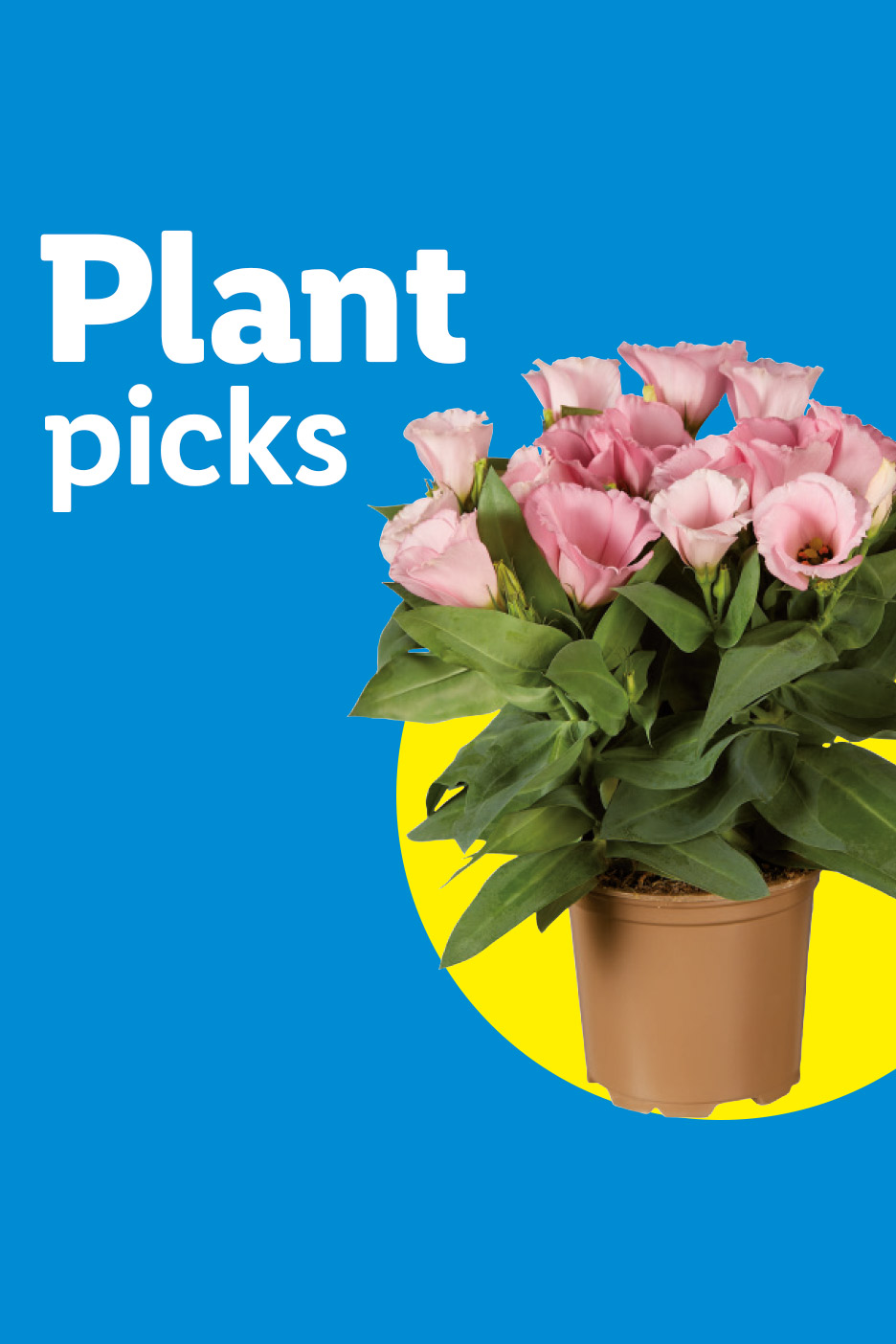 Pink potted plant with green leaves on a blue background with text 'Plant picks'.