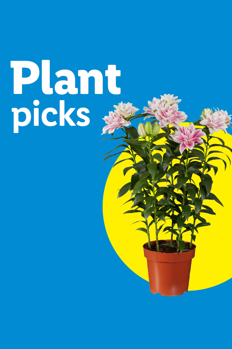 Plant picks: Potted pink lilies on a blue background with a yellow circle.