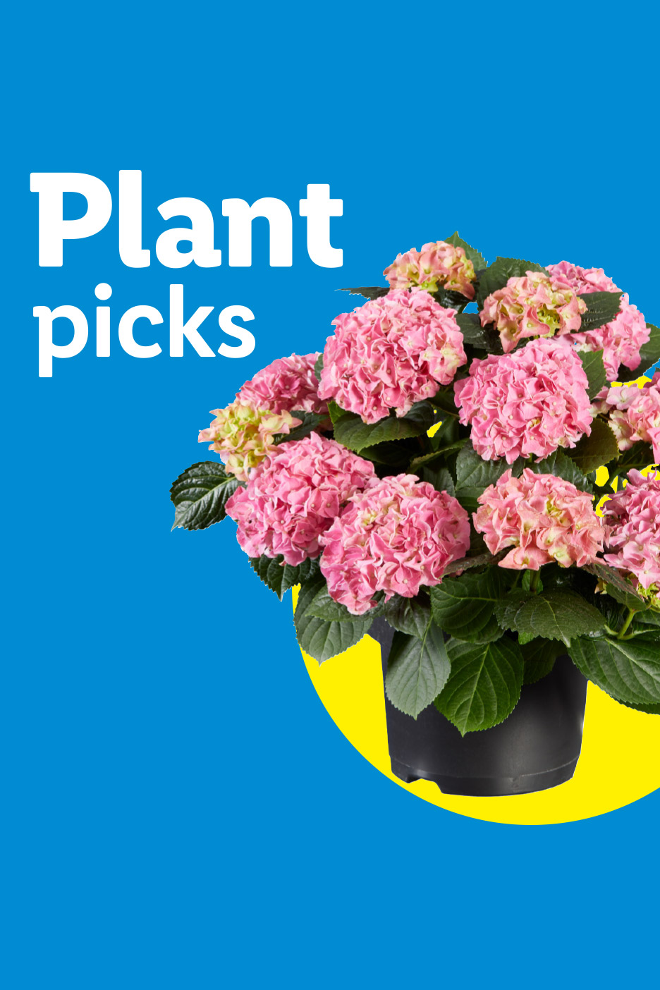 Pink hydrangea plant in a black pot with text 'Plant picks' on a blue background.