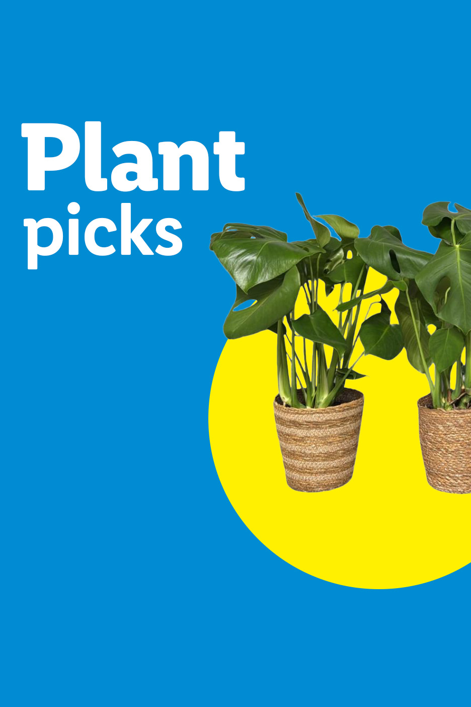 Two potted Monstera plants in woven baskets on a yellow circle, with 'Plant picks' text.