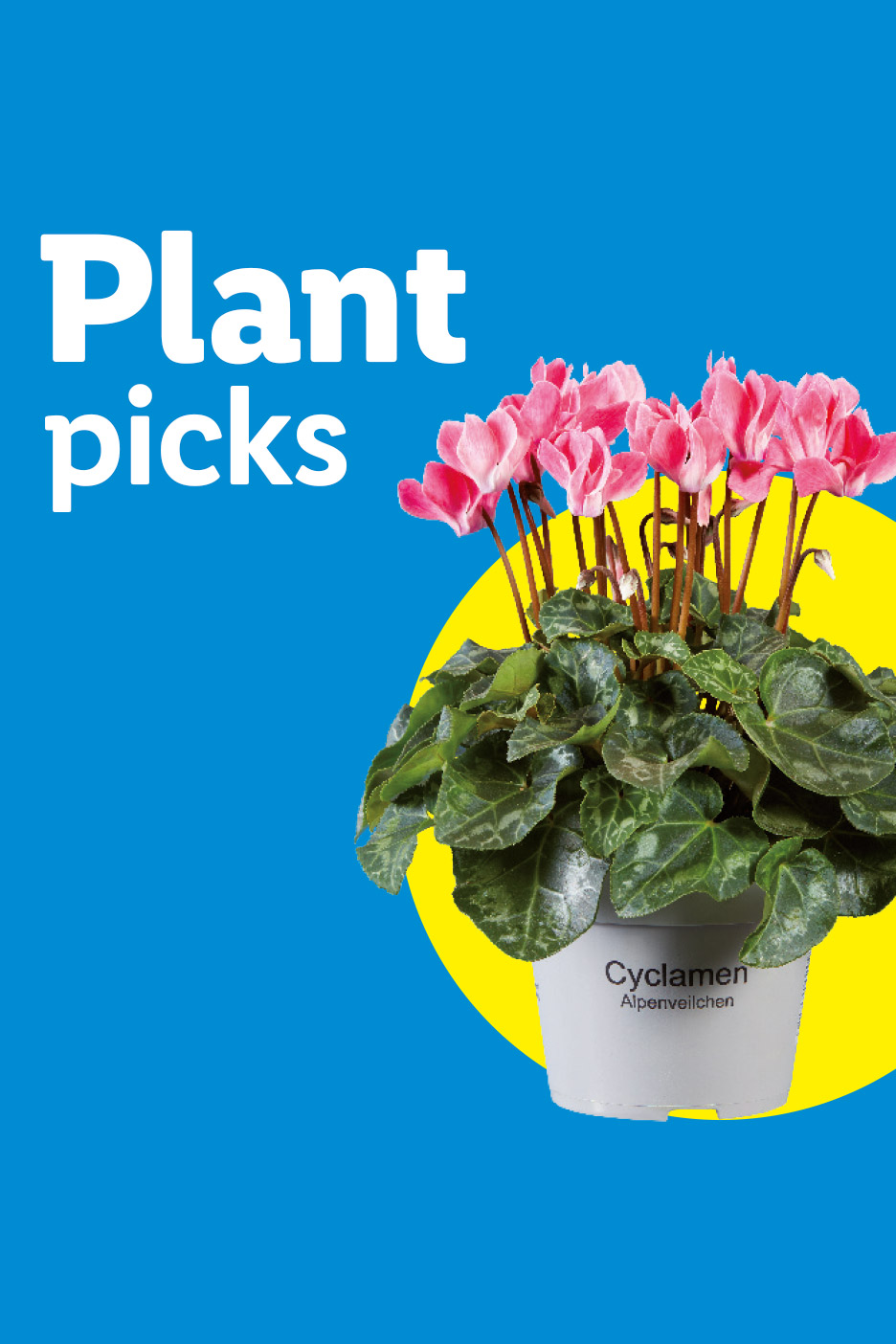 Pink cyclamen plant in a pot with text 'Plant picks' on a blue and yellow background.