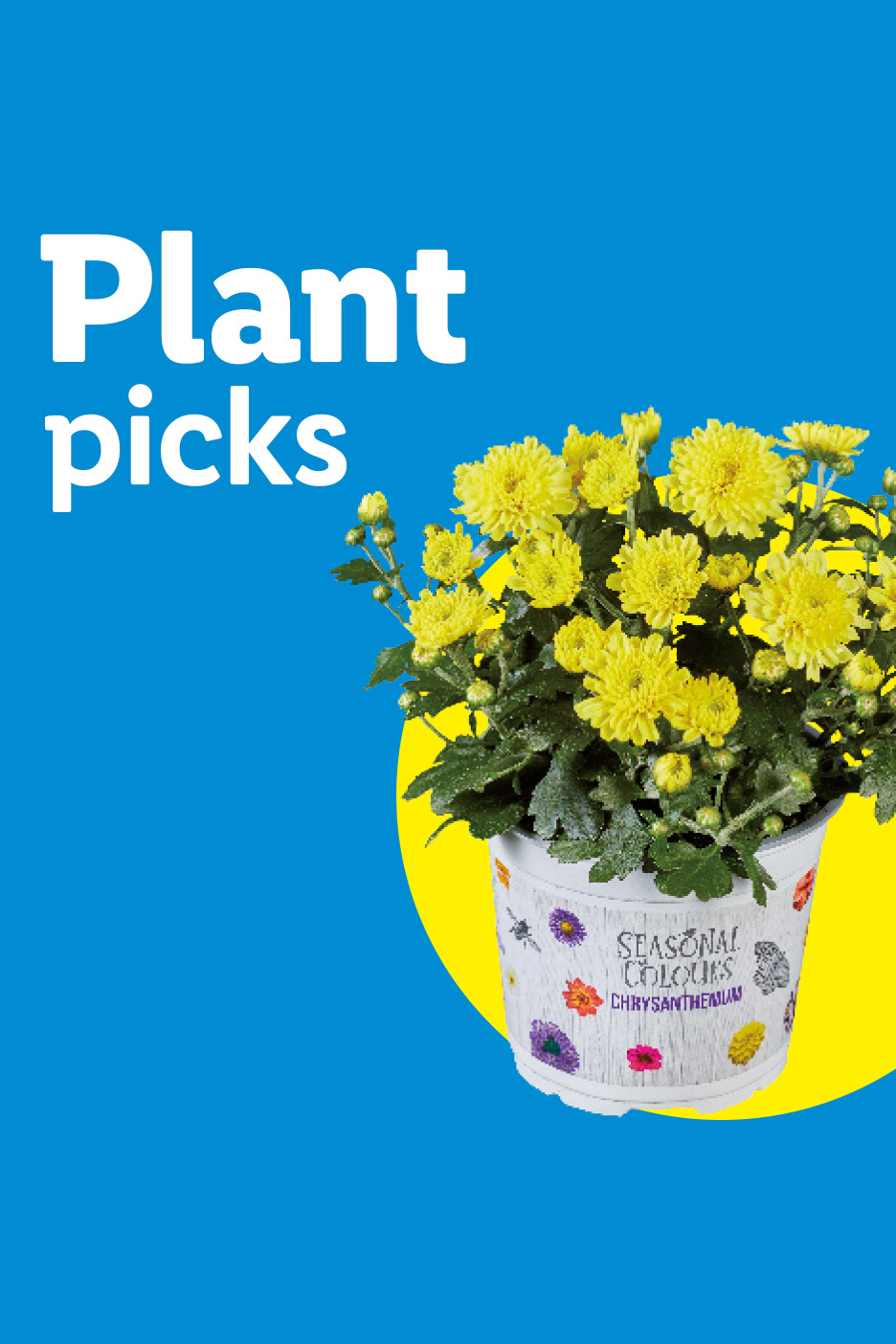 Plant picks: yellow chrysanthemum in a decorative pot with 'Seasonal Colours' text.